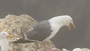 File: Long call of the western gull.webm