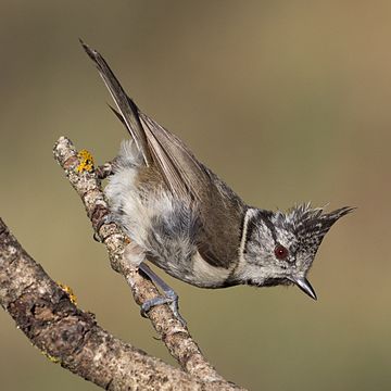 Синиця чубата