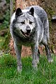 * Nomination Loup du Canada au parc animalier de Sainte-Croix. --Musicaline 06:06, 20 September 2021 (UTC) * Promotion  Support Good quality. --Ermell 06:17, 20 September 2021 (UTC)