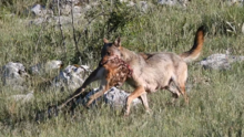 Remains of a fawn carried by a wolf Loups dans le parc National des Abruzzes 06.png