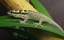 Lygodactylus mombasicus 27 Kasım 2007-erkek display.jpg