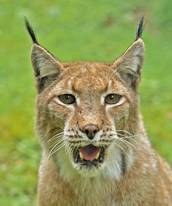 Lynx lynx