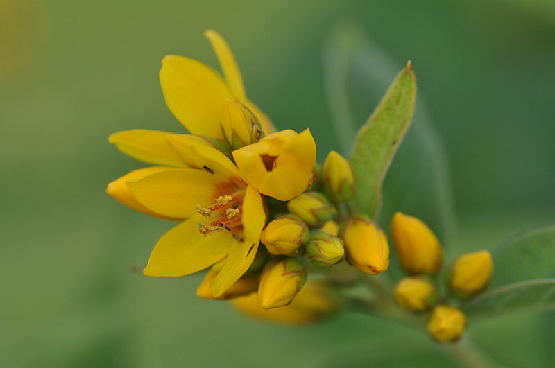 File:Lysimachia vulgaris flores1.JPG