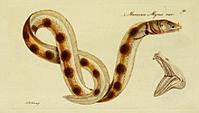 M. E. Blochii Systema ichthyologiae iconibus CX illustratum (1801) (14579737460).jpg