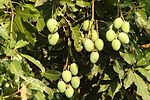 非洲芒果（英语：Irvingia gabonensis） African mango