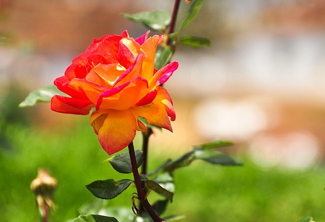 une rose aux pétales de couleur rouge à l’intérieur et orangé à l’extérieur