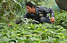 Coffee nursery, Mae Chan District, Chiang Rai Province Maejantai Chiang Rai province 04.JPG