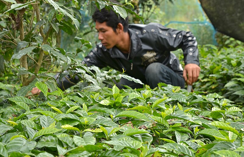 File:Maejantai Chiang Rai province 04.JPG