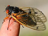 Female dorsal Brood XIII, Naperville, Illinois May 19, 2024