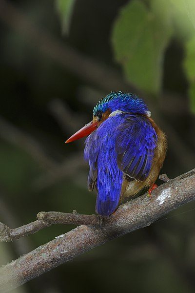 File:Malachite kingfisher (Corythornis cristatus) - Lake Bunyonyi 17.jpg