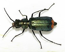 Malachius-bipustulatus-11-fws.jpg