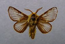 Malacosoma franconicum 01.JPG