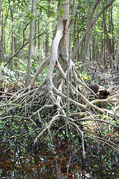 File:Malpighiales - Rhizophora mangle - 35.jpg