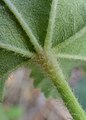 Leaf underside