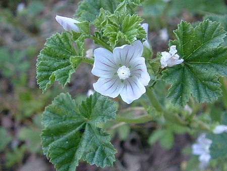 Tập_tin:Malva_neglecta01.jpg