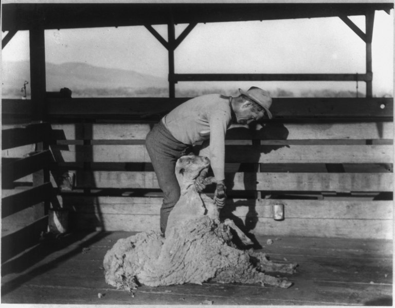 File:Man shearing a sheep in stall at headquarters of the San Emigdio Ranch, Kern County, Calif. LCCN2002699859.tif