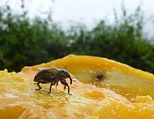 Mango urug'i weevil 2.jpg