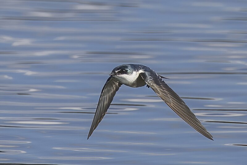 File:Mangrove swallow (Tachycineta albilinea) in flight Peten.jpg