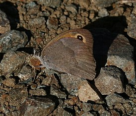 Maniola cypricola