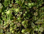 Marchantia polymorpha