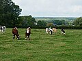 Vignette pour Réserve naturelle régionale des prairies du val de Sambre