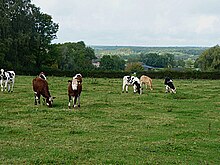 Maroilles la vallée de l’Helpe Mineure.jpg