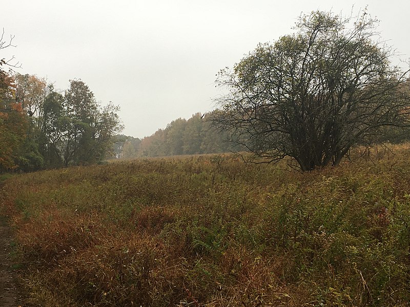 File:Marshlands Conservancy Meadow in Autumn.jpg