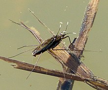 Male grappling on top of the female in an attempt to force copulation Mating Pond Skaters. Gerris sp. - Flickr - gailhampshire.jpg