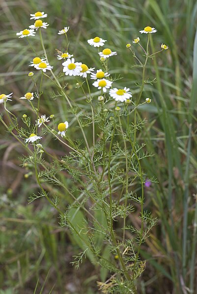 File:Matricaria chamomilla blangy-tronville 80 07062007 4.jpg