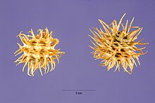 Medicago laciniata seed pods (Mela5 001 lhp).jpg