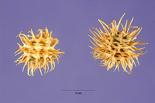 <i>Medicago laciniata</i> Species of legume