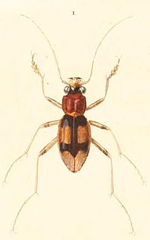 Megacephala bifasciata.jpg