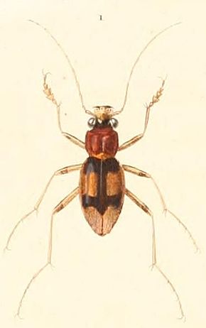 A kép leírása Megacephala_bifasciata.jpg.