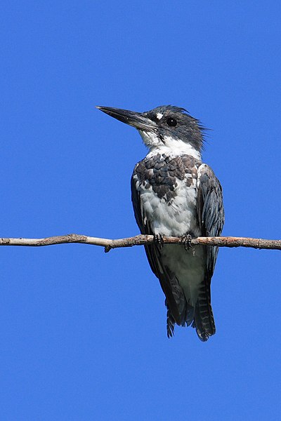 File:Megaceryle alcyon PIB.jpg