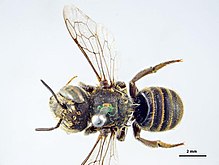 Megachile mundifica f.jpg