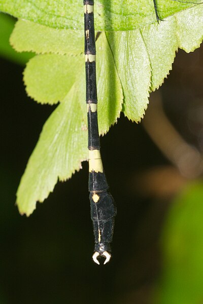 File:Merogomphus tamaracherriensis-Kadavoor-2016-06-19-002.jpg