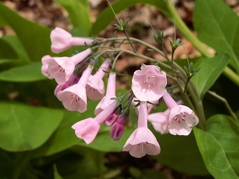 File:Mertensia-virginica-pink-2014-05-05-Fox-Chapel-PA.jpg