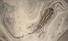 Mesosaurus tenuidens 1.jpg