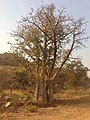 Metekel, Ethiopia - panoramio (2).jpg