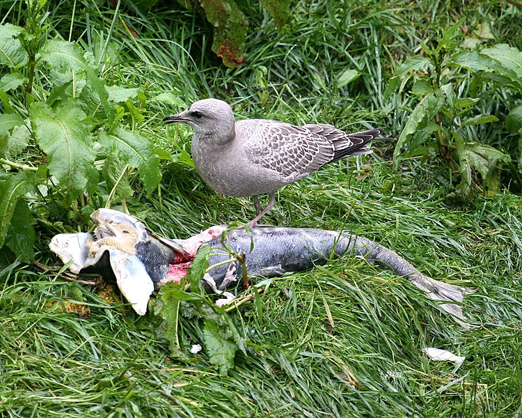 File:Mew gull - salmon for lunch (1751243488).jpg