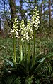 Orchis × loreziana nf. alboflavida Germany - Rhön