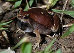 Miniatura para Microhyla rubra