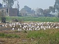 Migratory birds at Motemajra Village pond 07.jpg