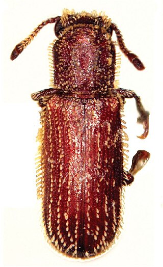 <i>Minthea rugicollis</i> Species of beetle