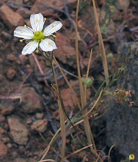 <i>Minuartia douglasii</i> Species of flowering plant