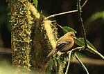 Mitrephanes phaeocercus -Costa Rica-8.jpg