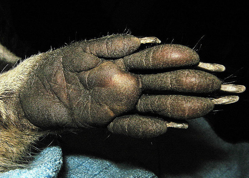 File:Mm Hand.jpg