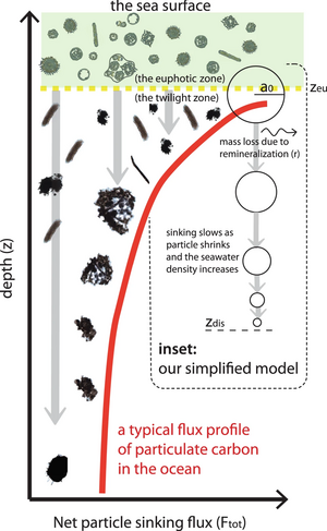 Particulate Organic Matter