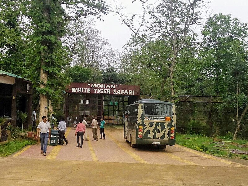 File:Mohan White Tiger Safari Rewa.jpg