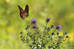 Monarch in Bewegung (Unsplash) .jpg